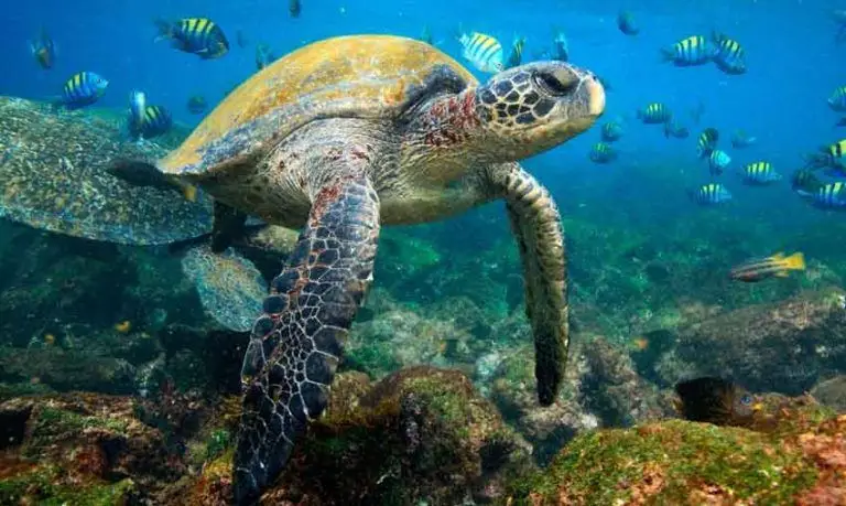 15 Unique Animals in the Galapagos Islands