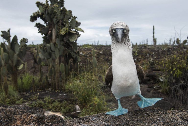 15 Unique Animals You Can See In The Galapagos Islands