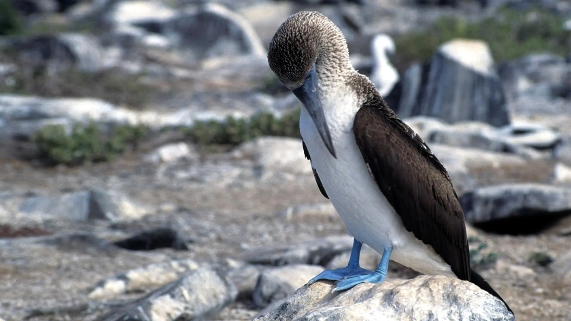 Ecuador & Galapagos Deluxe