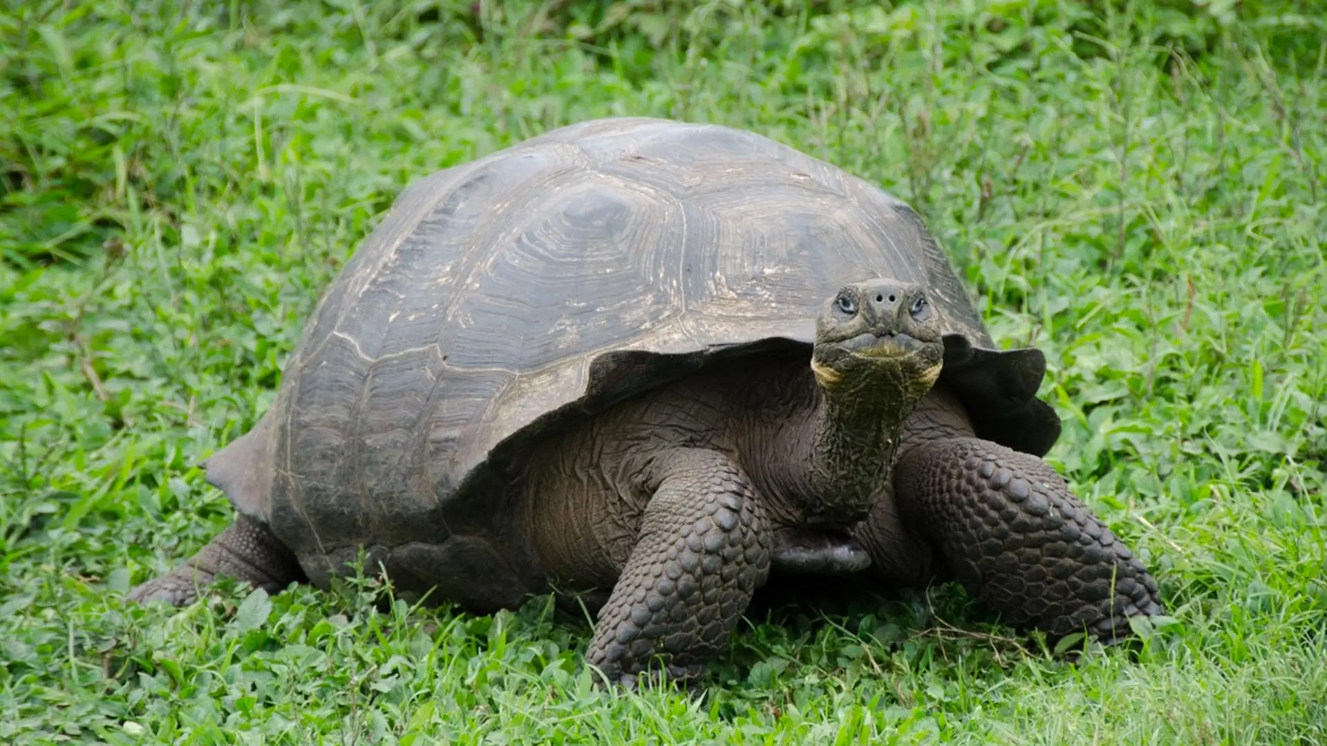 Galapagos Exploring 5 Islands