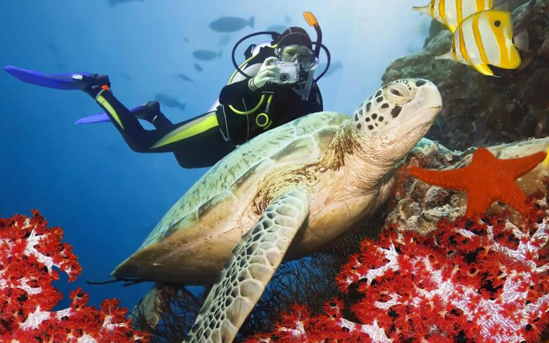Galapagos diving