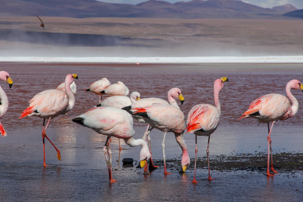 Pink flamingos feeding in the vibrant red waters of Laguna Colorada