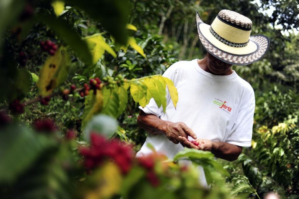 Traditional coffee cultivation experience on Colombia cultural tours