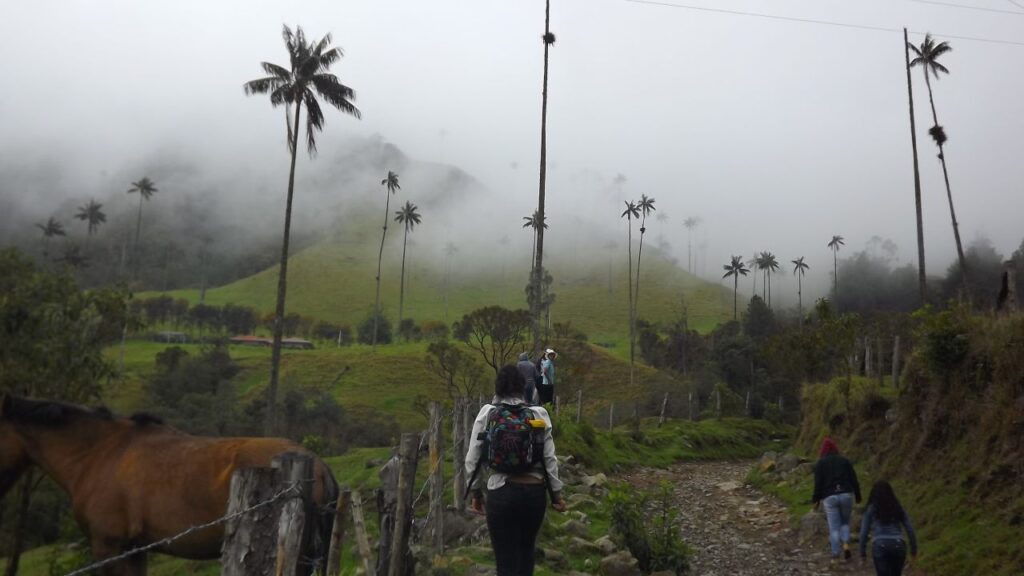 Discover wax palm trees in Cocora Valley Colombia tours
