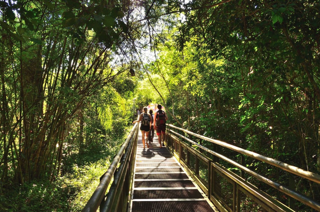 Guided hike through the vibrant Iguazu jungle ecosystem