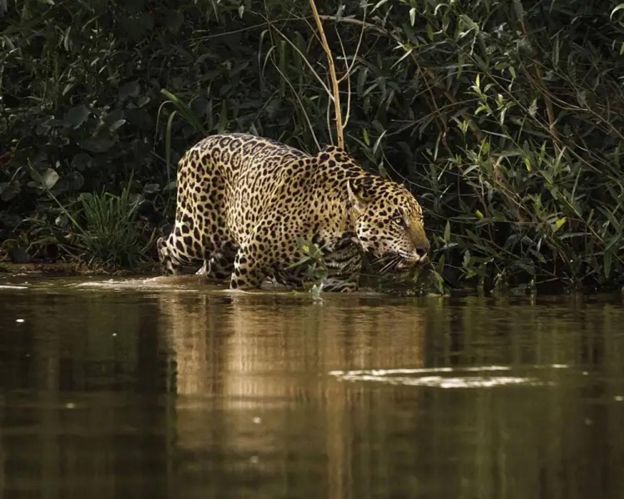 Discover the Pantanal’s incredible wildlife, including jaguars, on Brazil eco-tours