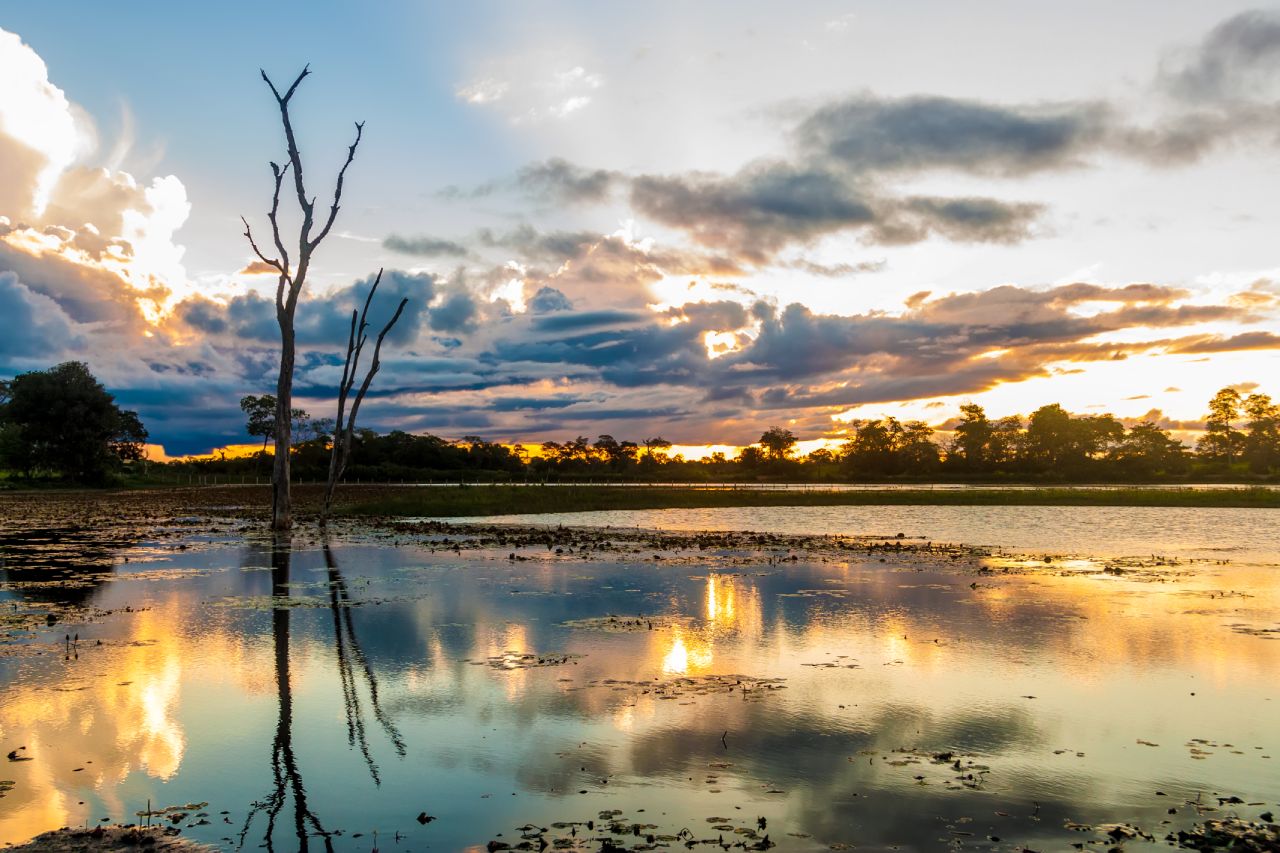 Peaceful view of Pantanal at dusk