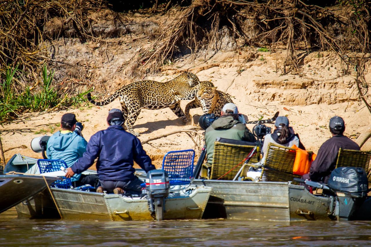 Wildlife photographers observing jaguars on a riverbank in Brazil