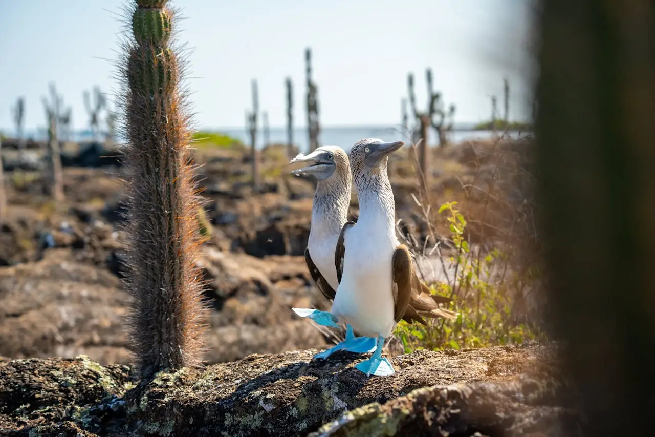 Galapagos Fauna luxury amazon cruise galapagos machu picchu 16 days
