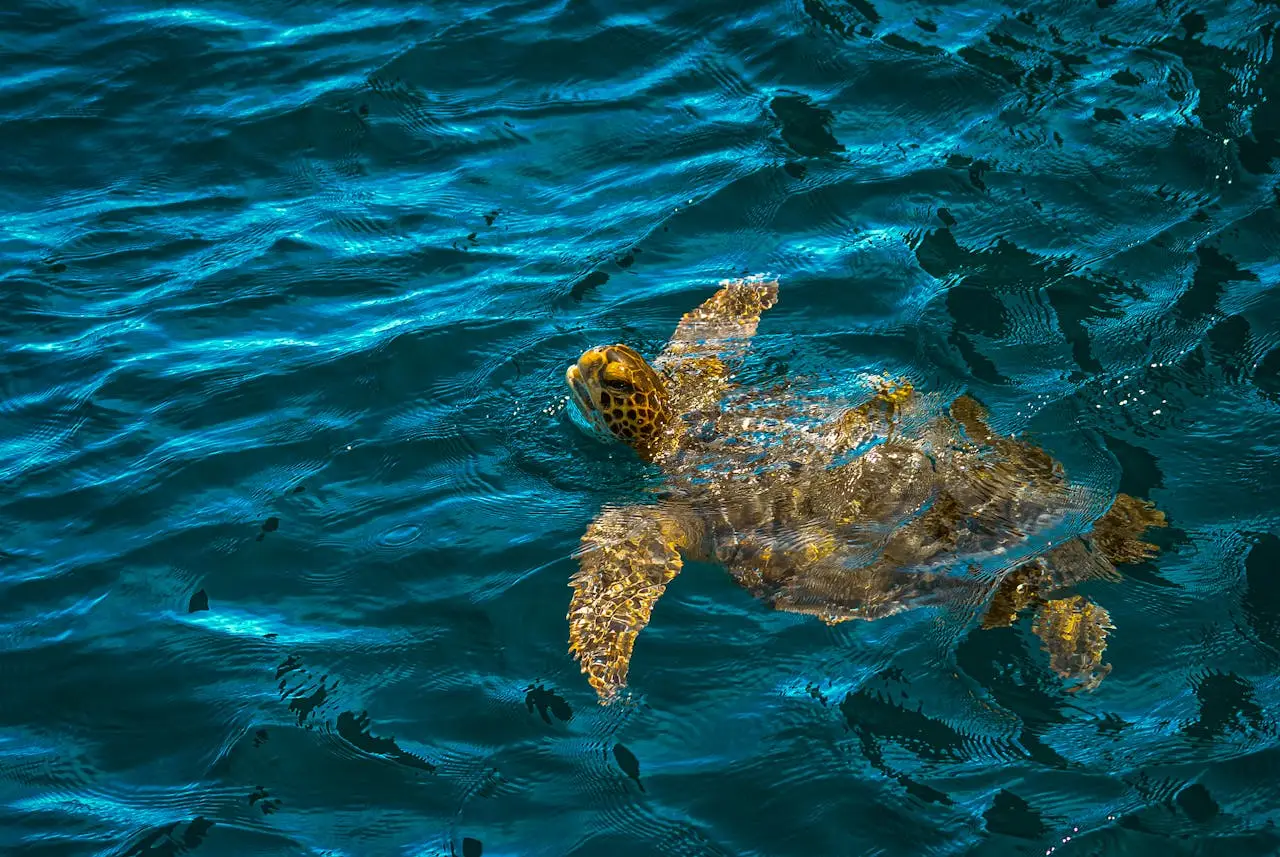 Galapagos sea turtle machu picchu galapagos with amazon rainforest